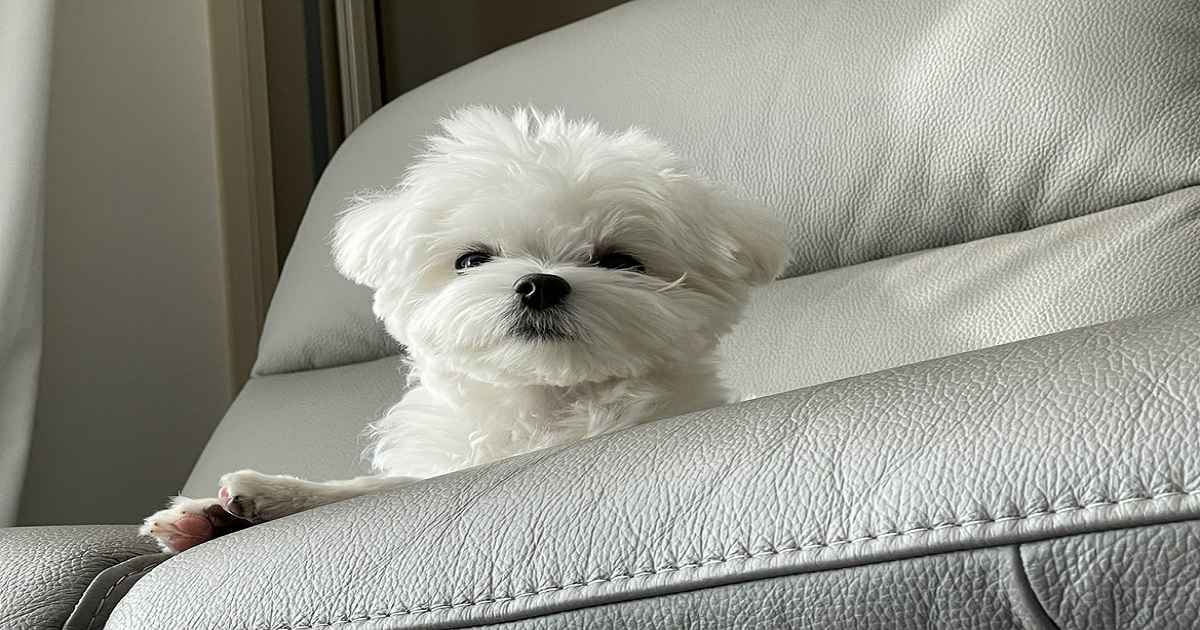 쇼파-위에-앉아있는-강아지