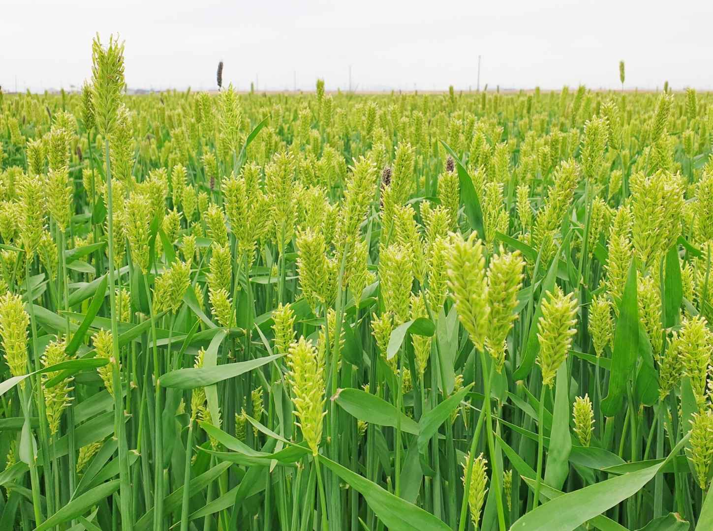 진봉 새만금 보리밭 축제