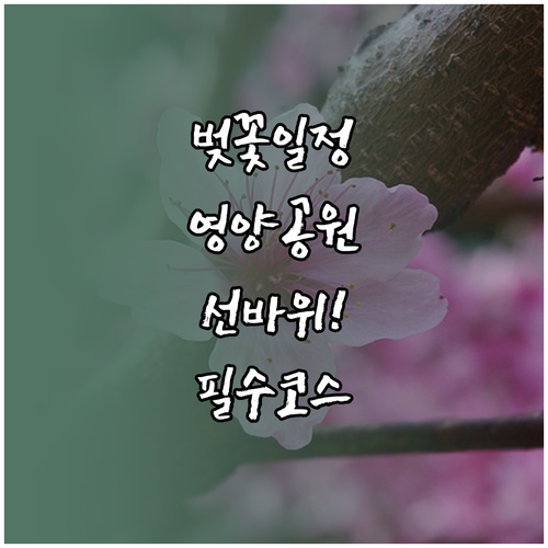 영양군 벚꽃 개화 일정 및 선바위 관..