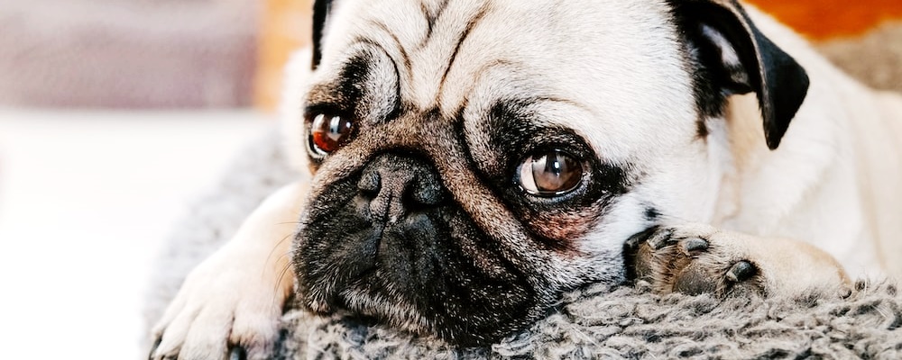 강아지에게 안돼! 가르치는 방법 9