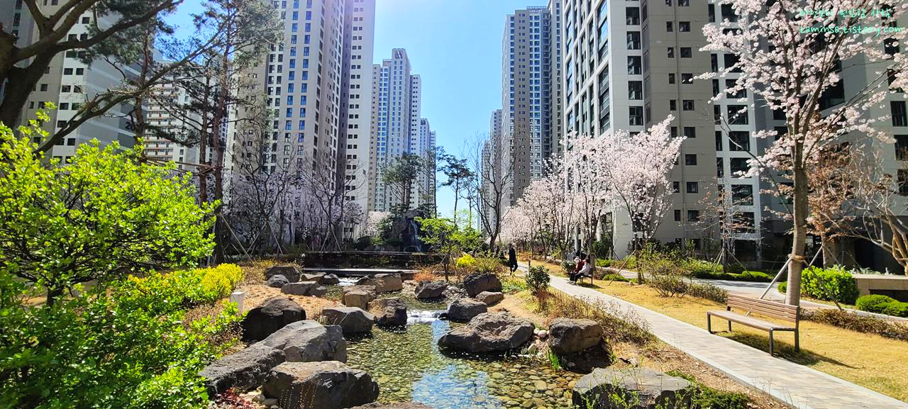 송파헬리오시티벚꽃산책로