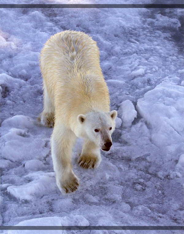지구가 아파요. 1 북극곰과 기후변화 멸종 위기