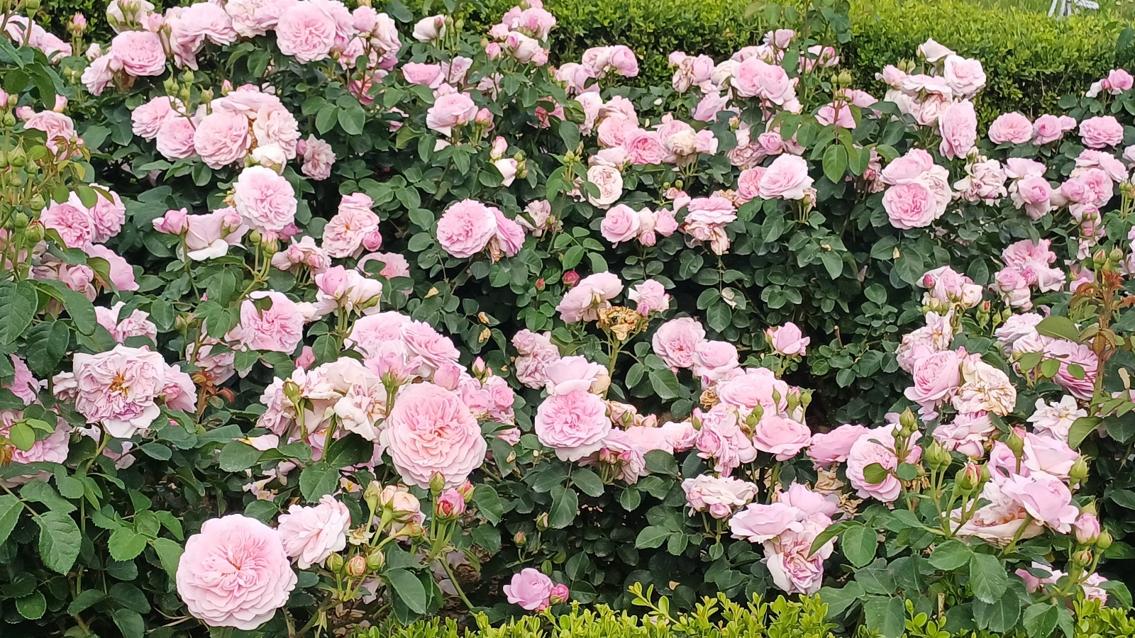 익산배산체육공원, 장미축제