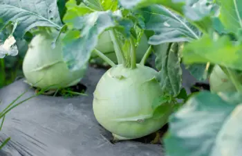 콜라비 효능과 영양성분, 주의점