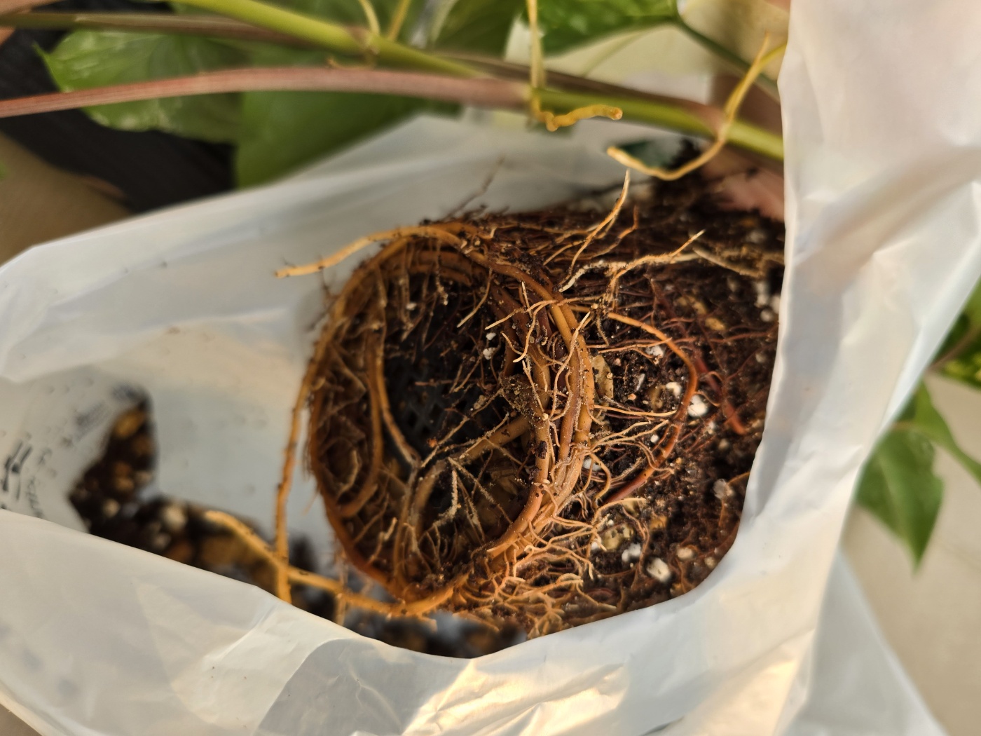 무늬싱고닌움과 무늬싱고니움의 뿌리