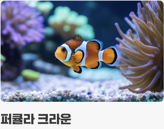 첫 만남&amp;#44; 튼튼한 입문 어종