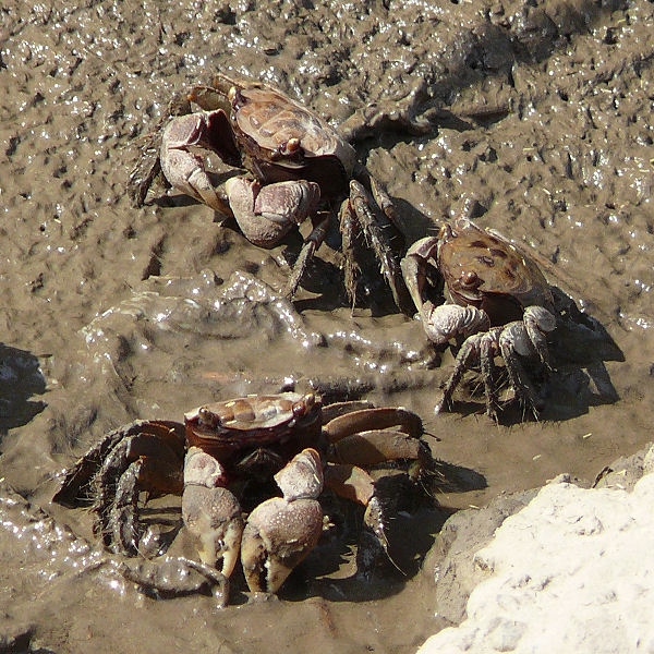 붉은발말똥게 사진