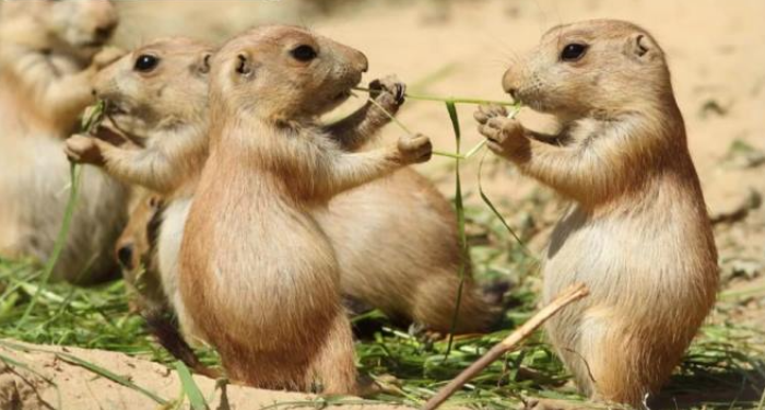 미국 원숭이두창 감염 매개체 아프리카에서 수입된 프레리도그