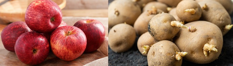 감자싹 방지하는 방법, 감자싹 예방 - 감자싹 독, 감자싹 먹으면 안되는 이유