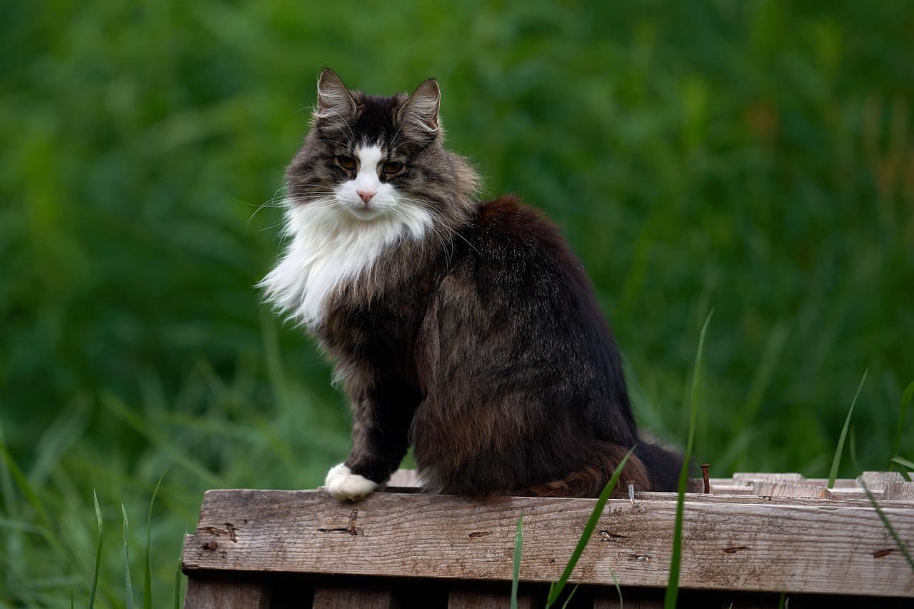 국가별 반려동물 동반 입국 시 검역 기준