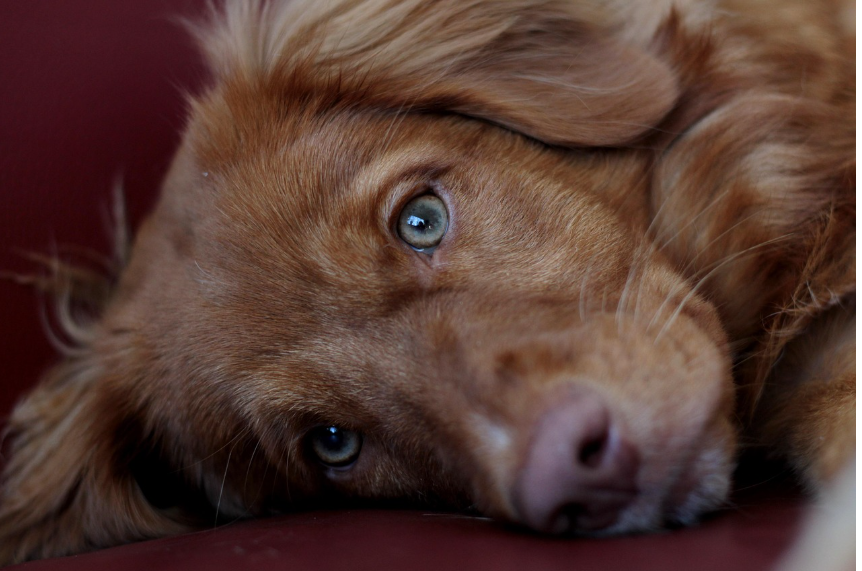 나이가 많은 강아지 관련 이미지