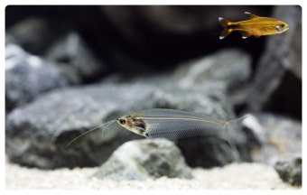 투명 물고기, 글래스 캣피쉬의 생태와 실내 수조 구성법