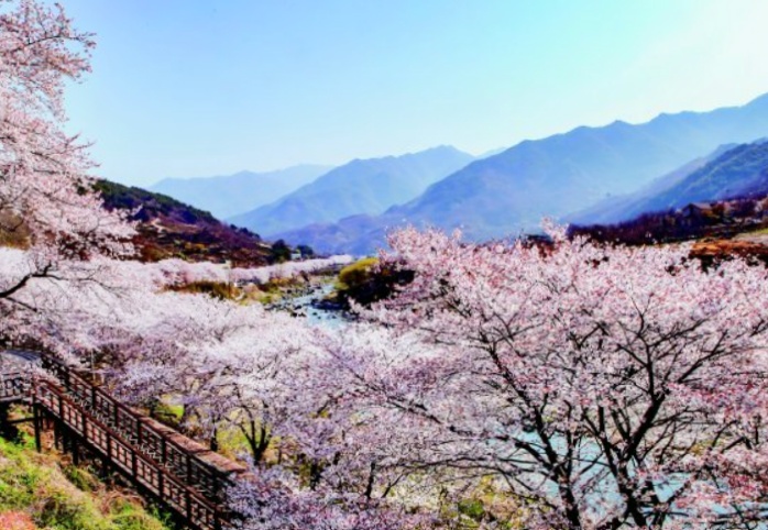화개장터 벗꽃축제