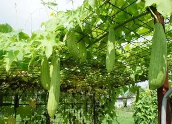 수세미 재배 덩굴 유인 통풍 관리 수확 건조_6