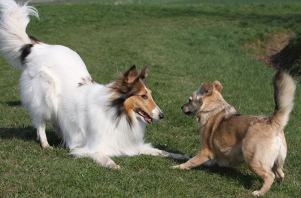 다른 개와 노는 러프콜리.