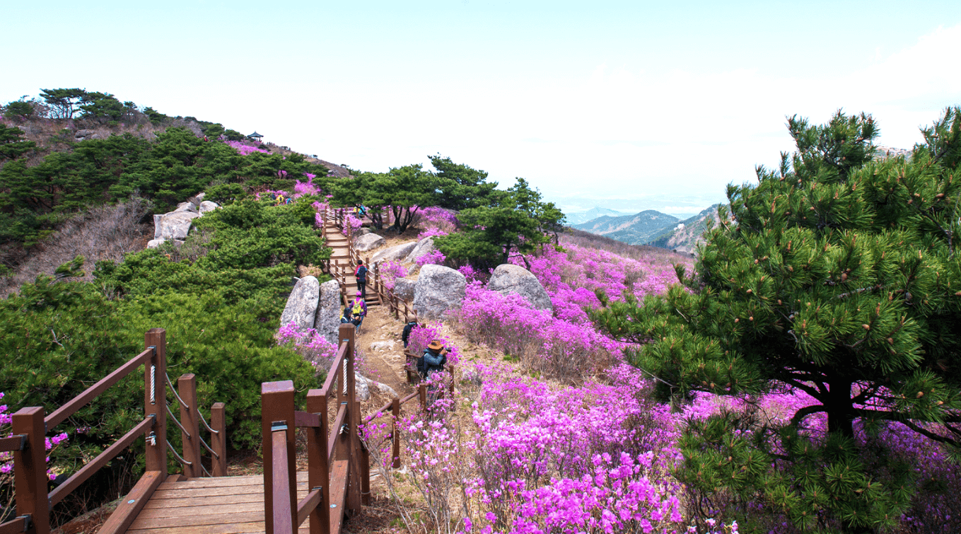 비슬산 참꽃문화제