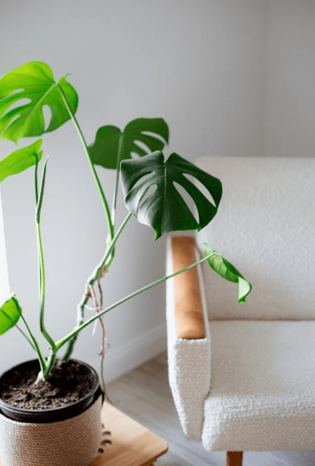 몬스테라 식물 키우기 관리 방법