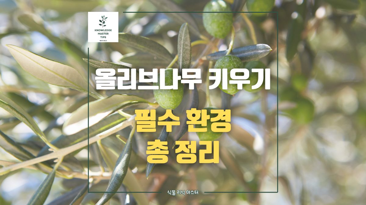 올리브나무 키우기, 필수 환경 총 정리