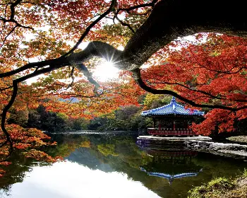 내장산 단풍_5