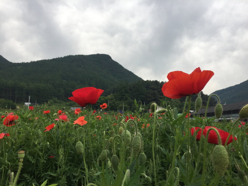 원주 용수골 꽃양귀비 축제