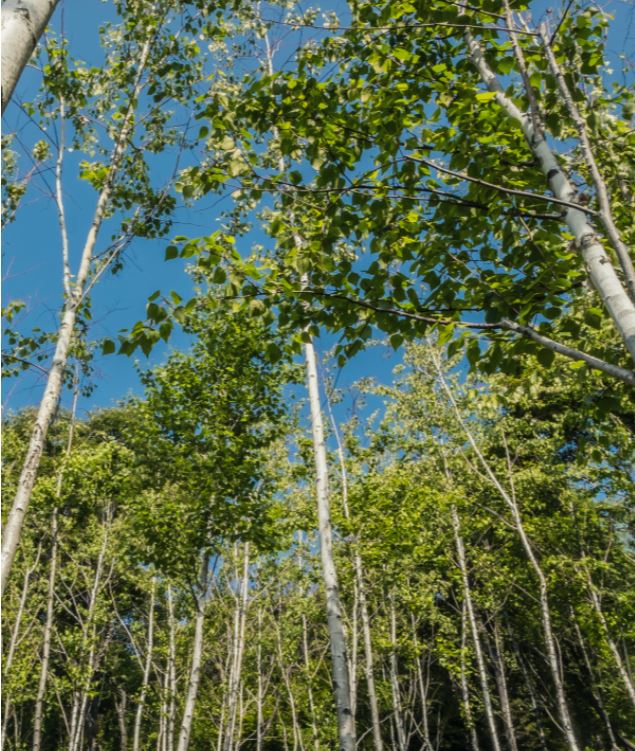 2025년부터 화담숲 예약하기