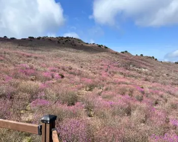 비슬산 참꽃축제_10