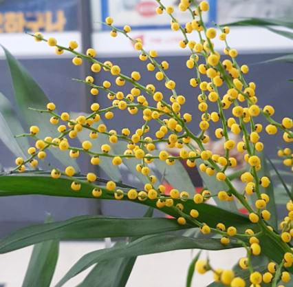 테이블 야자 꽃 피우기