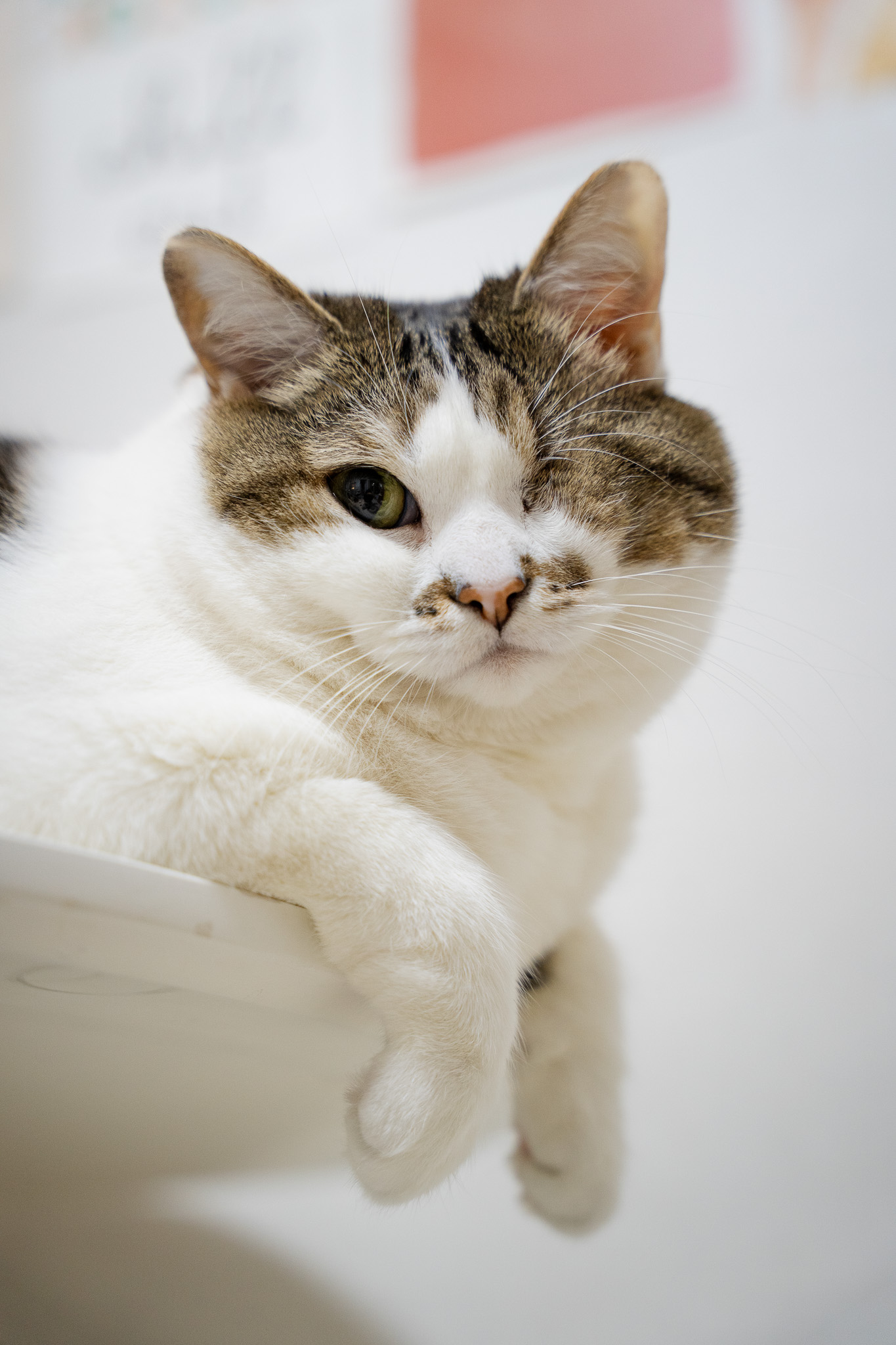 고양이 필수 영양제 5가지, 꼭 챙겨야 하는 영양소와 효과