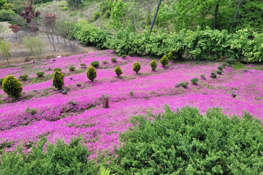 진안꽃잔디동산