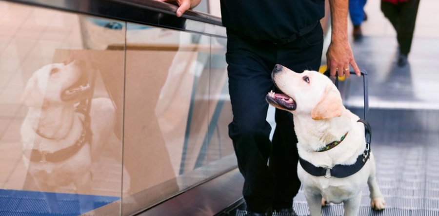 인천공항 반려동물 입국 관련 절차
