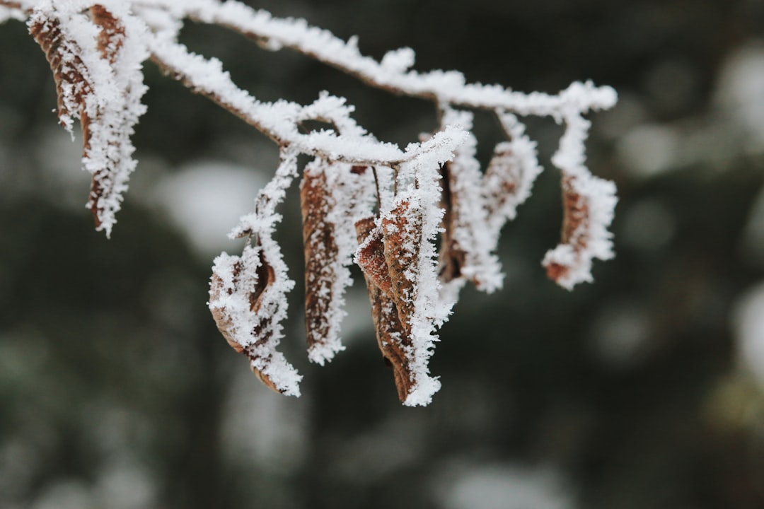Seasonal