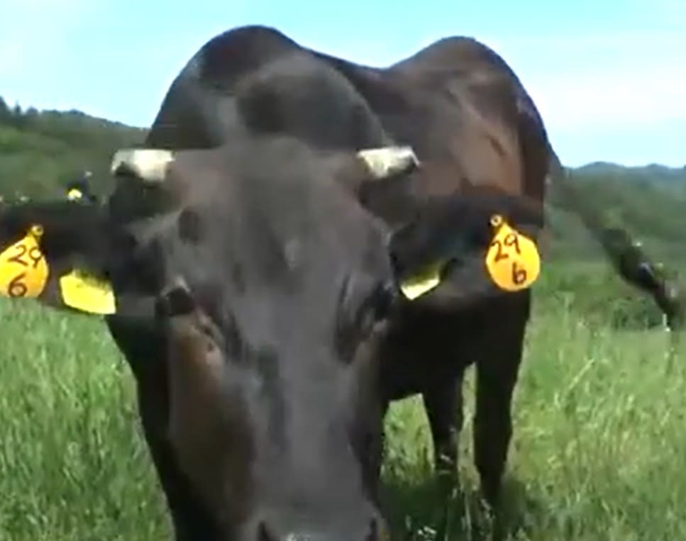 검은색 소가 서있다.