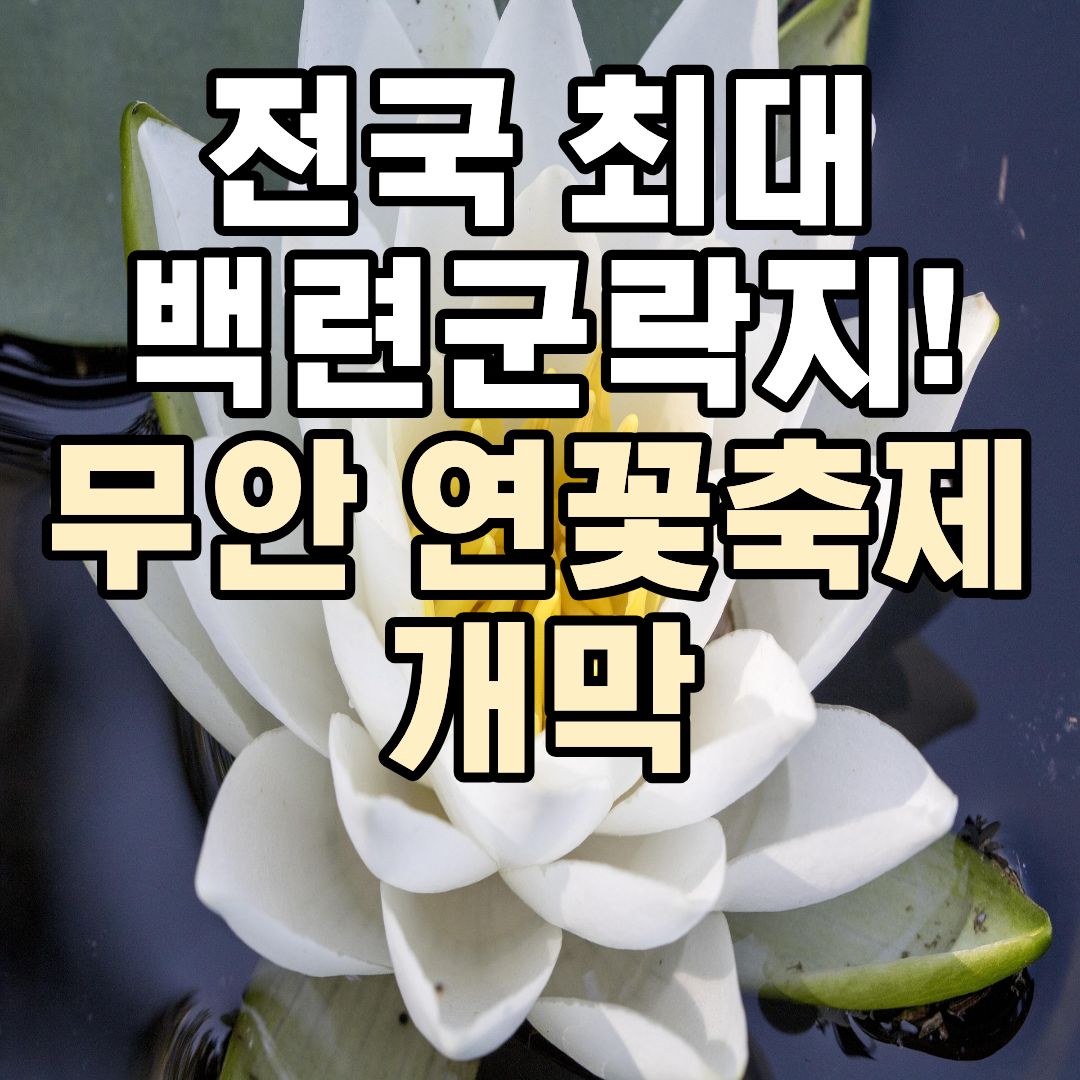 무안 연꽃축제 회산백련지 백련 군락지와 초대가수 공연 정보