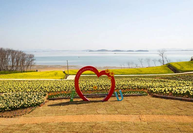 2025 신안 섬 수선화 축제 일정&amp;#44; 입장료&amp;#44; 여객선 시간표 총정리