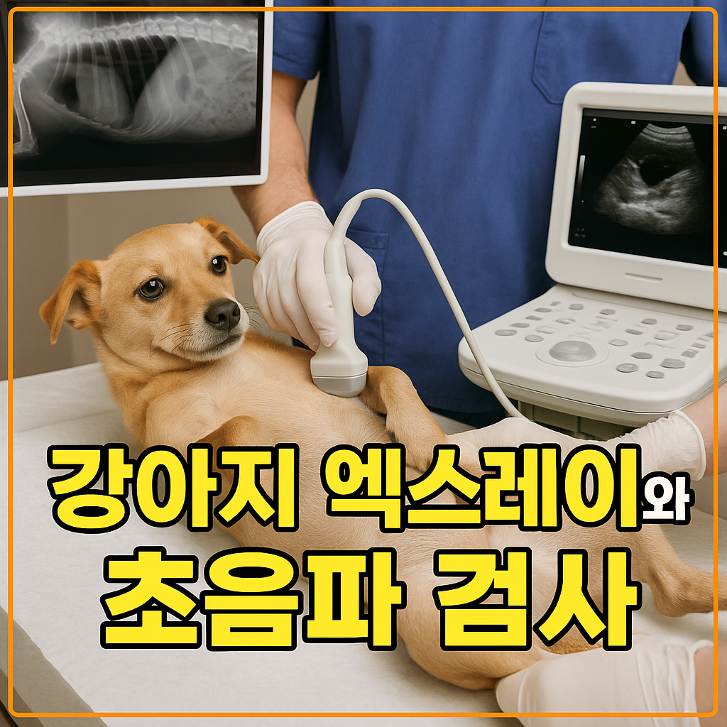 강아지 엑스레이와 초음파 검사
