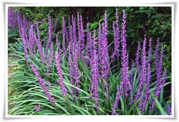 화초 &quot;맥문동&quot; 사계절 내내 우아한, 척박한 땅에서도 꽃 피우는 생명력!