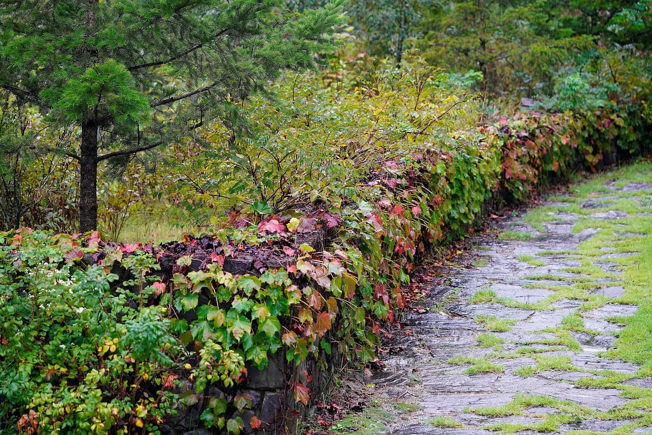돌담 위를 타고 올라간 덩굴 잎들이 가을색으로 물들어 있고, 옆에 소나무가 자리한 작은 오솔길이다. 초록과 붉은색의 대비가 자연스러운 정원 산책길을 연상시킨다.