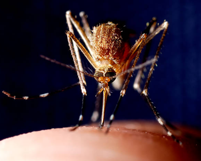 말라리아 증상, 예방접종, 모기 총정리 (2024ver)