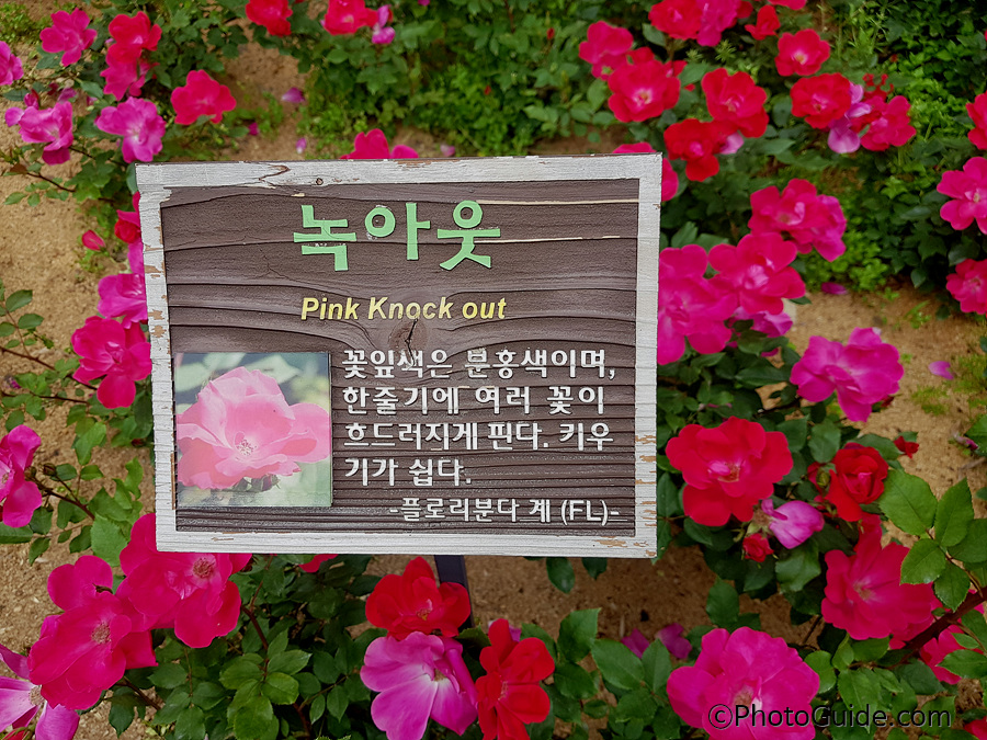 녹아웃