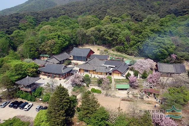서산 개심사 청벚꽃 개화시기 명소_2