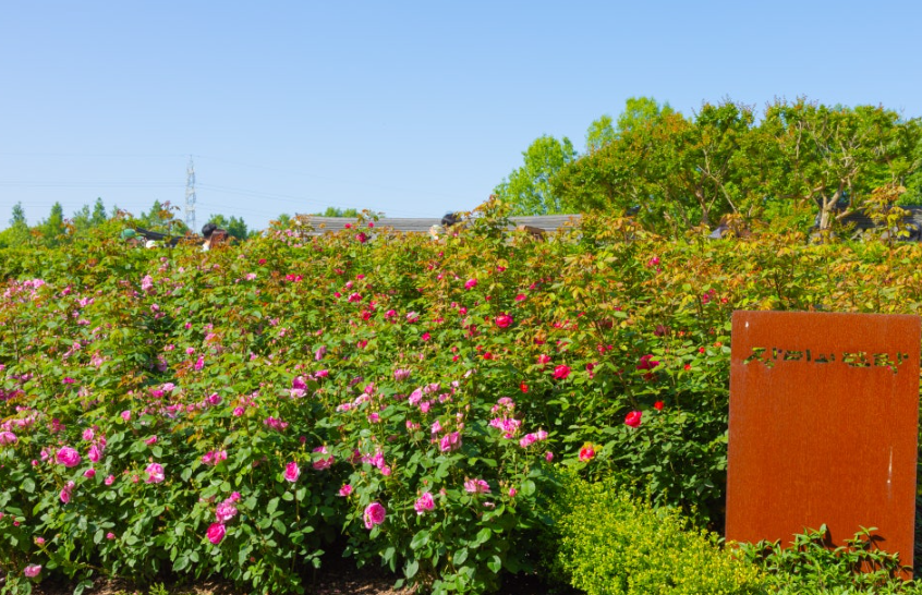 한국도로공사 전주수목원, 무료로 즐기는 6월의 장미 정원 산책