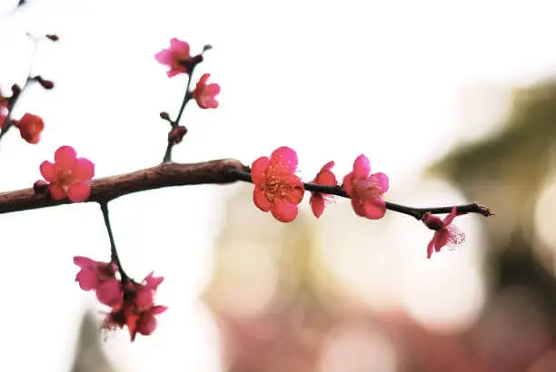 2026년-3월-봄꽃-축제-홍매화-축제