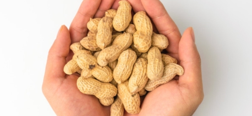 땅콩 이미지