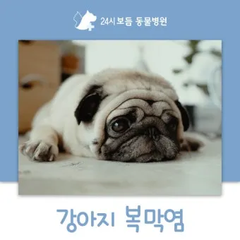 강아지 복막염 원인과 치료 방법_6