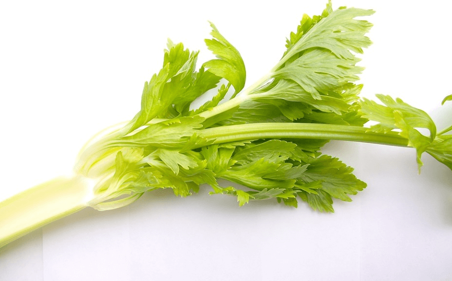 샐러리 효능 - 3