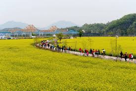 제 19 회 창녕낙동강유채 축제 기본일정과 프로그램 손태진 반가희 김유선 박혜신 하이랑 송자영 출연