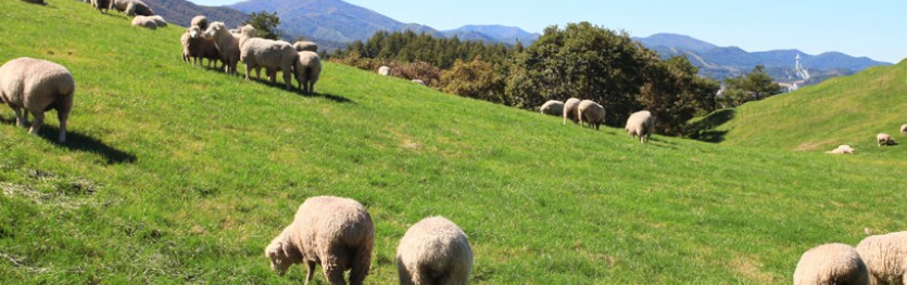 용평리조트 근처 가볼만한 곳5