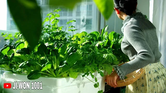 알리 수경재배기 리뷰_6