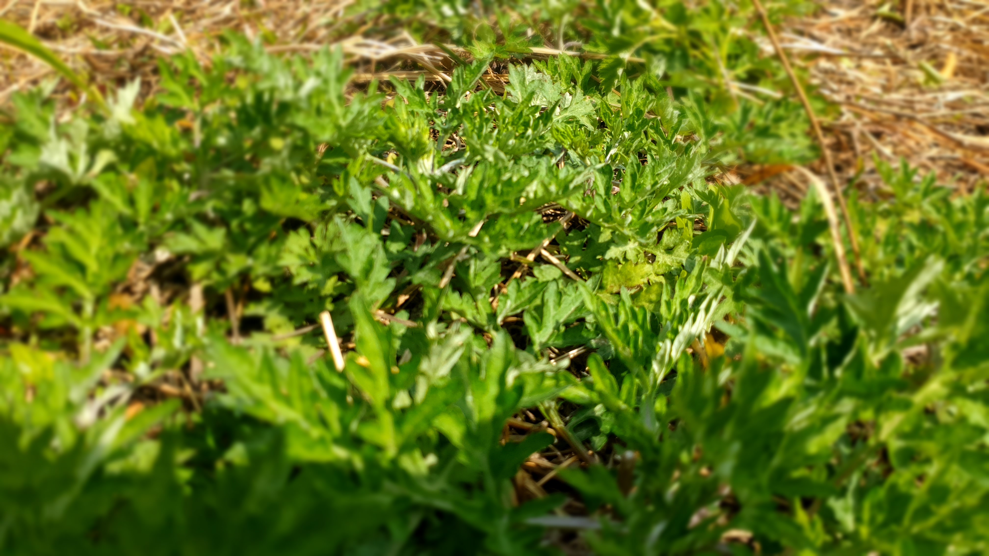 쑥이 잘 자라는 환경 관련 이미지