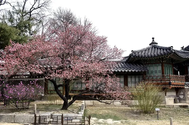 창덕궁 만첩홍매화 개화시기 명소_8